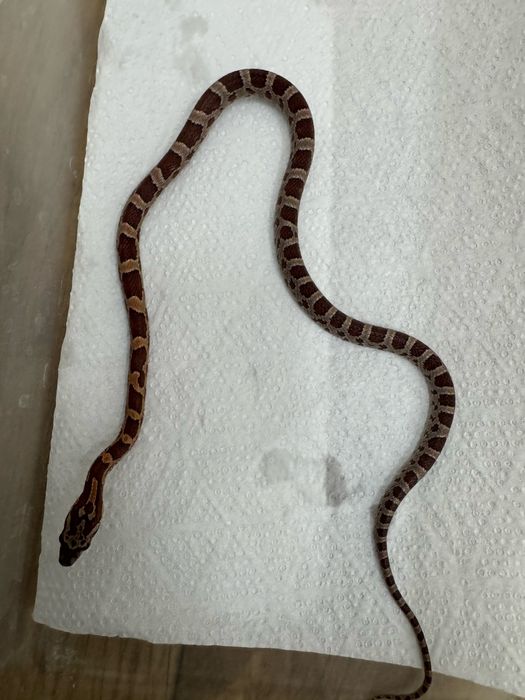 Wąż zbożowy z 2025r młode samiczki i samce