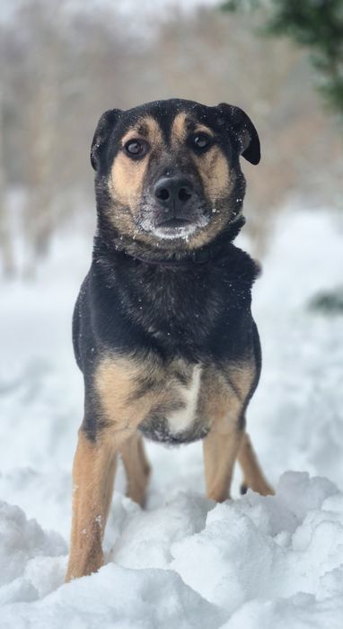Łagodny, przyjazny piesek szuka domu / do adopcji