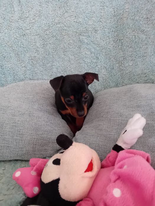 Pinscher Miniatura