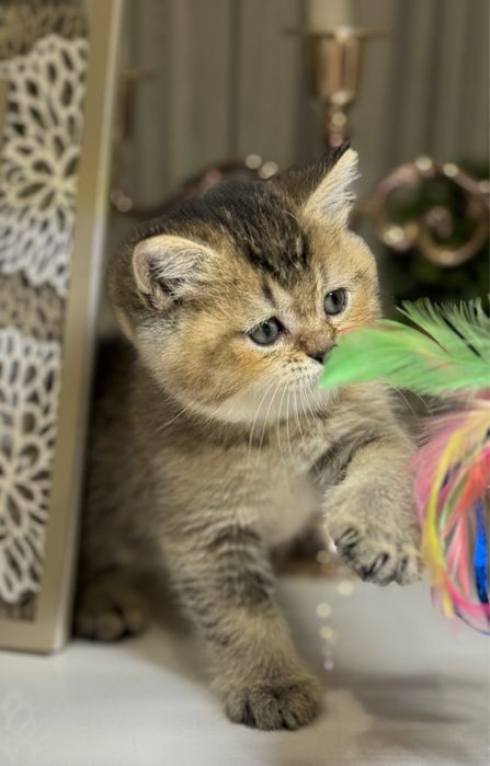 Британские котята шиншила