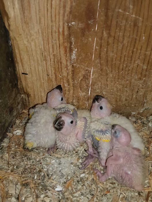 Aratingas Sol bebés