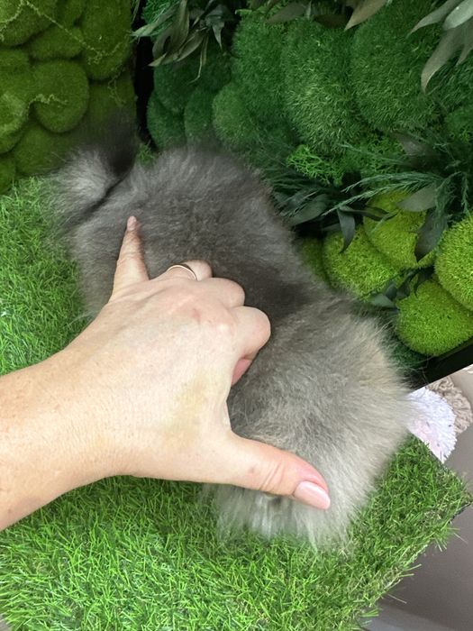 Крошка на долошку,посочка