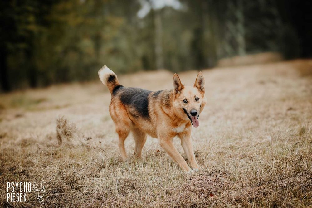 spokojny, łagodny pies czeka na dom