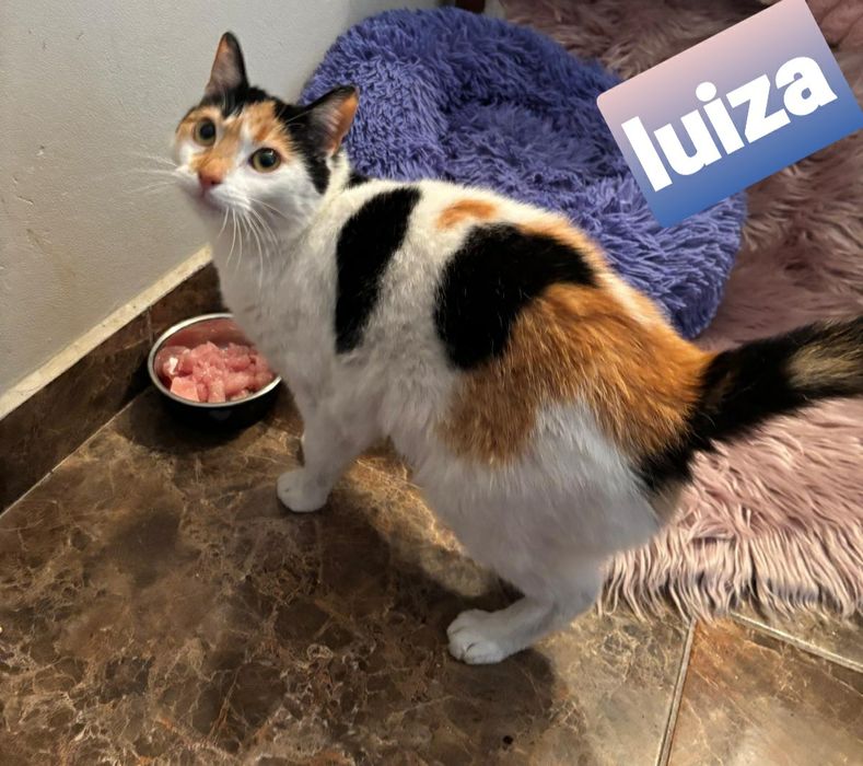 Urocza ,wysterylizowana kotka szuka kochajacego domu.