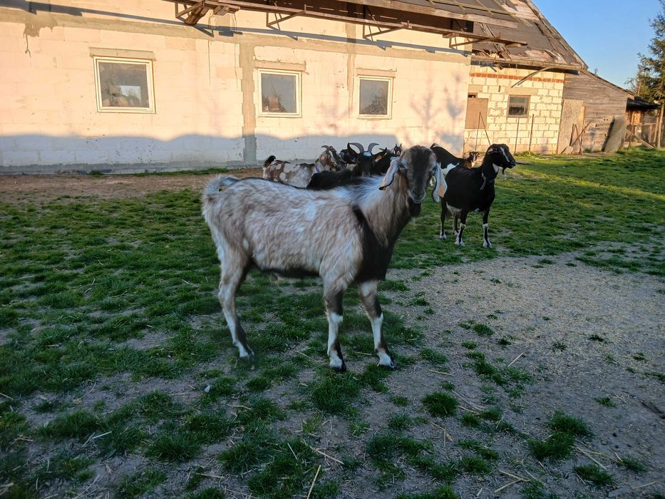 Cap bezrożny, 1,5 roku