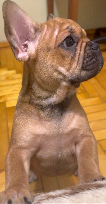 Цуценята французького бульдога. ЦІНУ ЗНИЖЕНО!!!