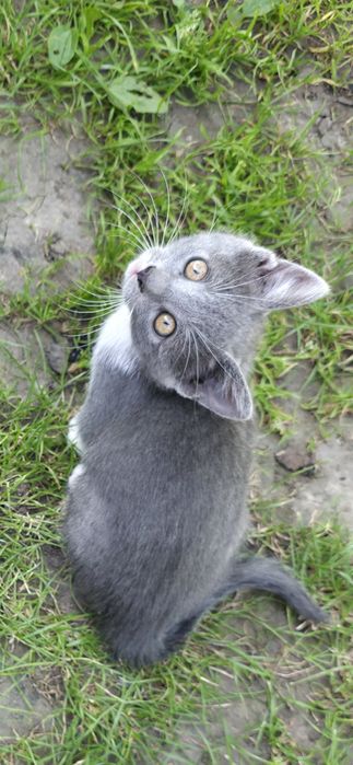 Кошенята шукають домівку