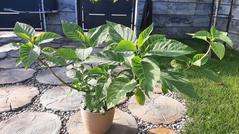 Datura brugmansia różowa