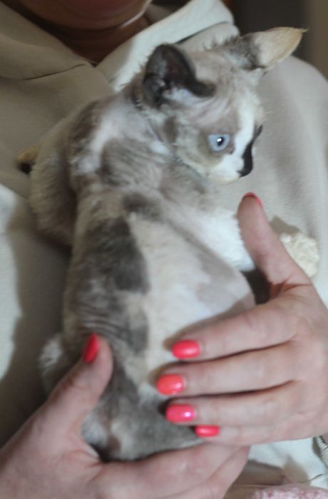 Uri - koteczka Devon Rex po Championie