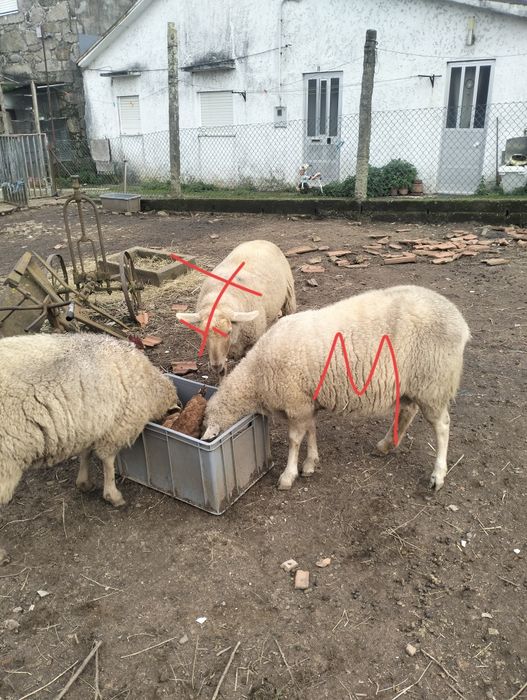 Duas ovelhas pra venda possívelmente prenhas .RESERVADAS!!.