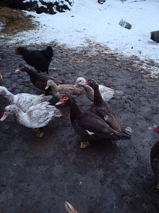 Продам мускусний качки глухі