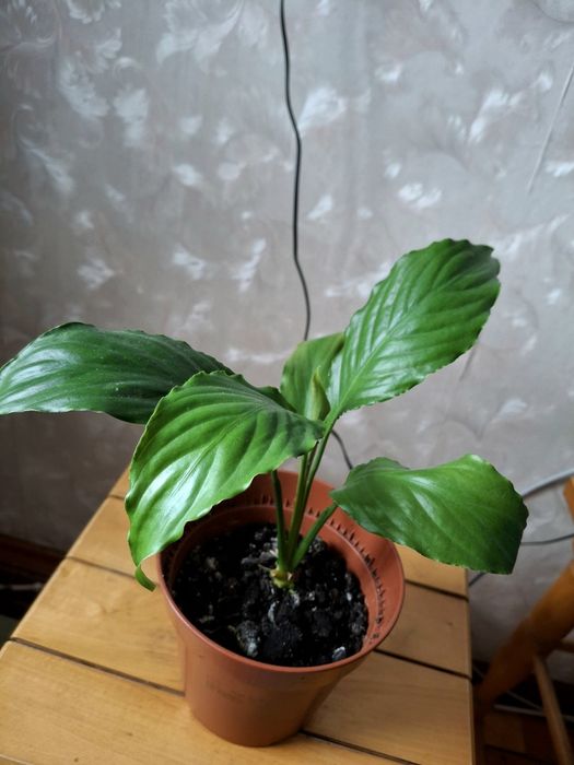 Спатифілум (вазон)