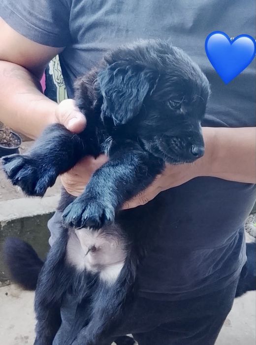 Cães bebés para adoção responsável