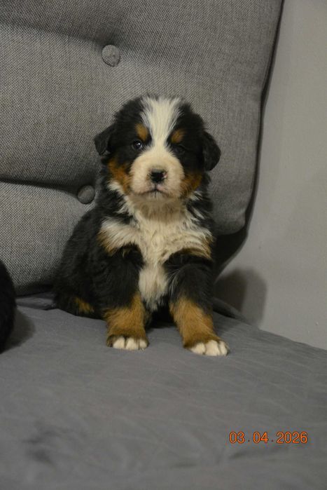 berneński pies pasterski piesek szczeniak szczenię berneńczyk rodowodowy