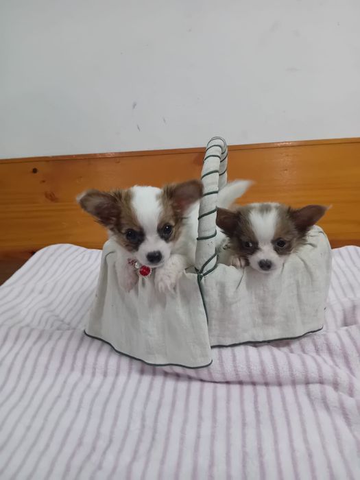 Chihuahua Pelo Longo
