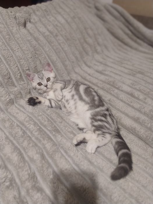 Шотландские котята.