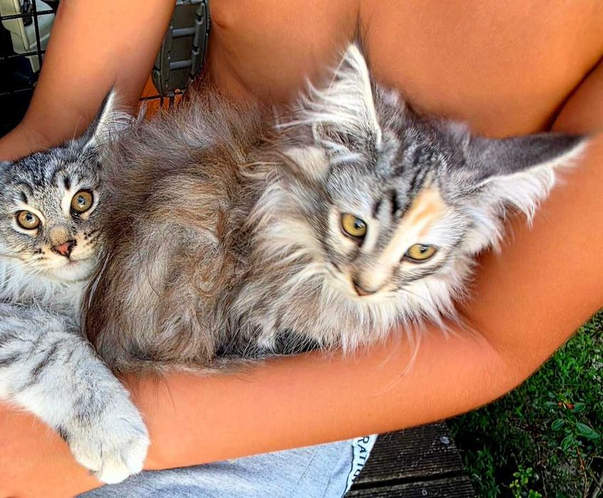 Gatinho bosques da noruega