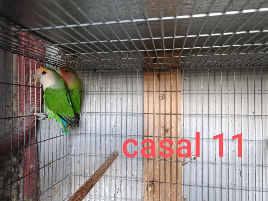 Casais agapórnis roseicollis