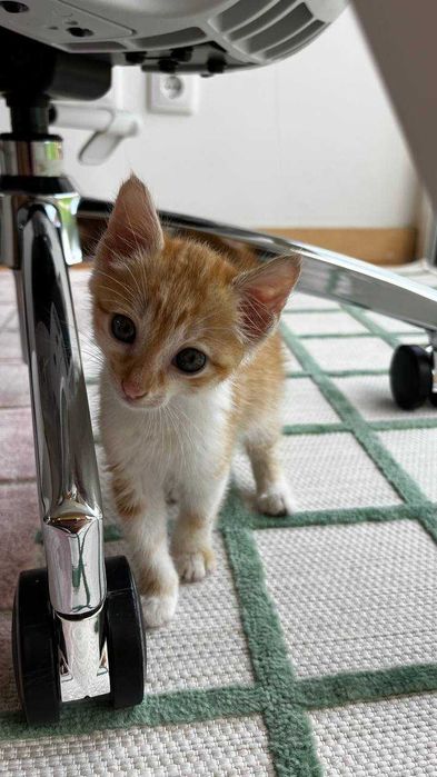 Gatinha ruiva tigrada, 3 meses, procura casa