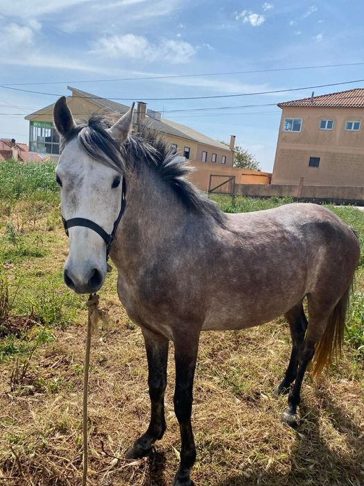 Cavalo russo ....