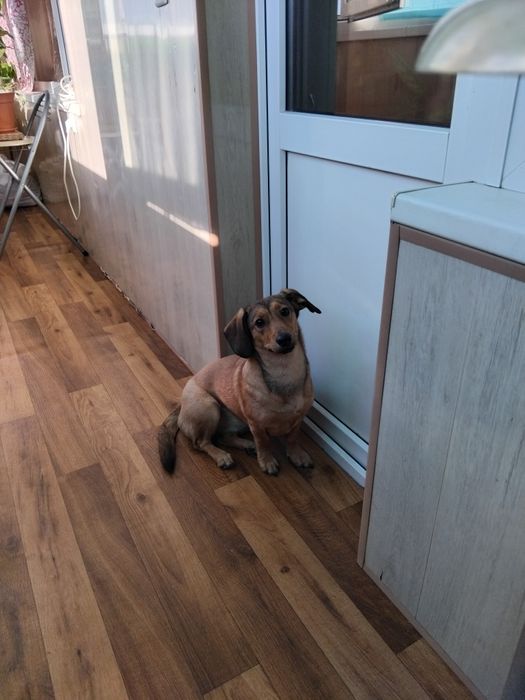 Отдам в хорошие руки