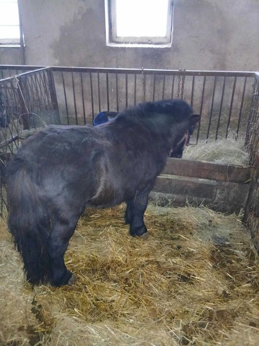 Sprzedam lub zamienię