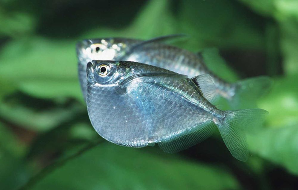 Topornica wielka - Thoracocharax stellatus - dowóz, wysyłka