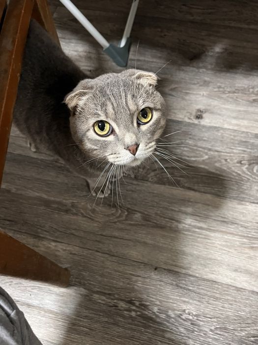 віддам котика в добрі руки