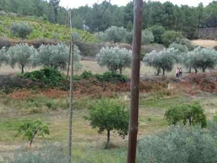 Prédio rústico (terreno) 2,4 hectares à beira da estrada