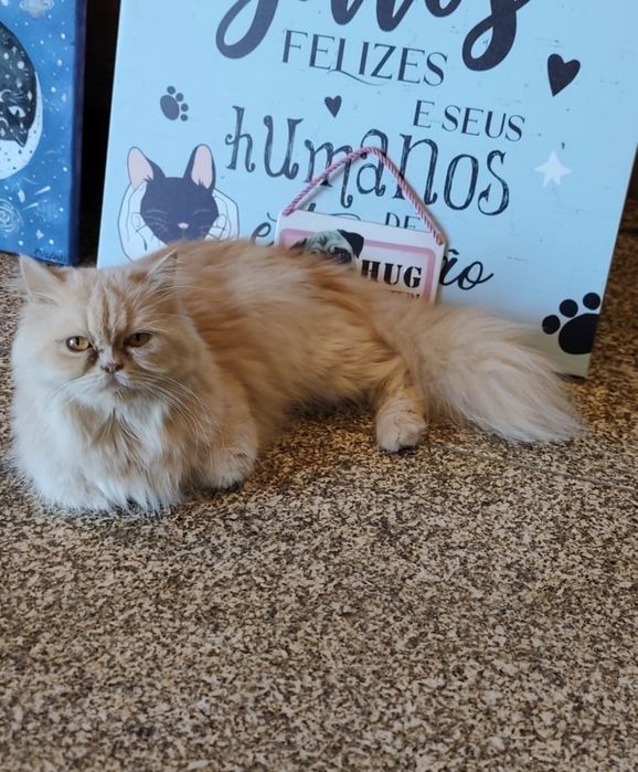 Gatinho Persa fabuloso