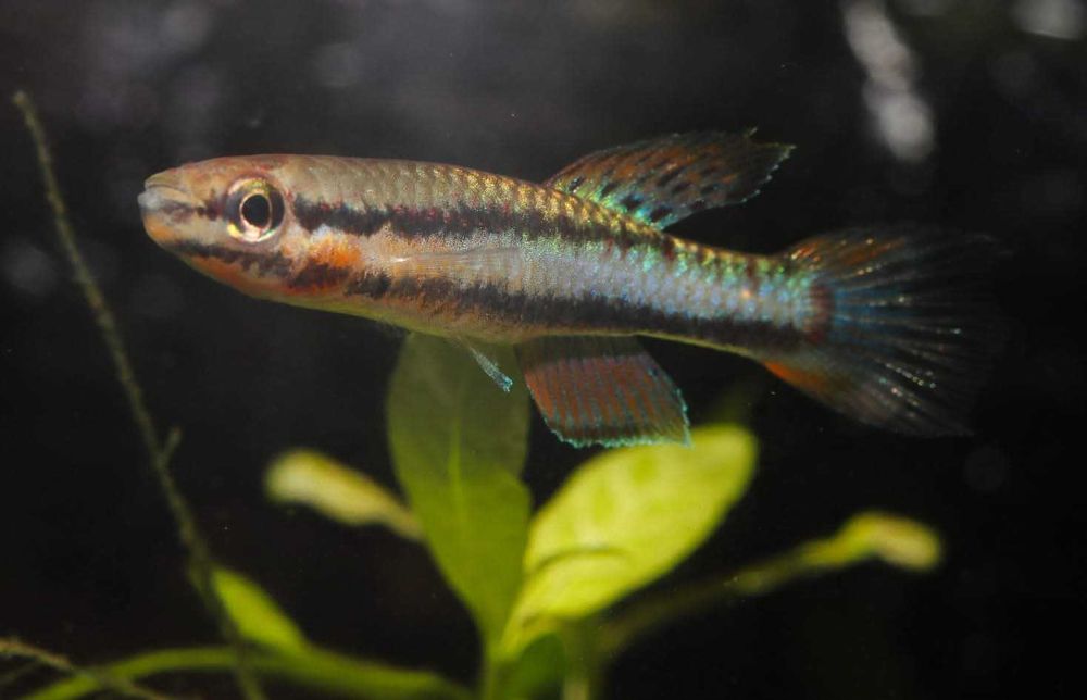 Chromaphyosemion bivittatum "Fungé"