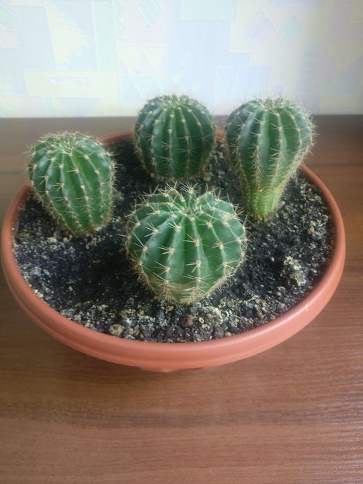 Кактусы семейства Echinocactus
