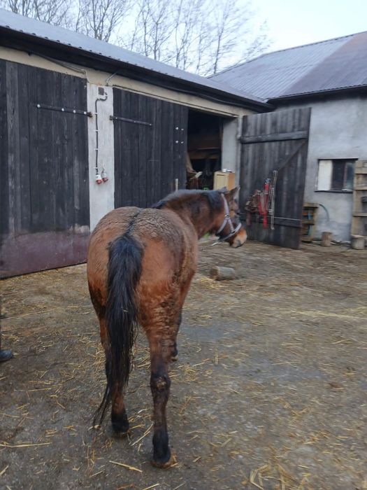 Koń Huculski Hucuł