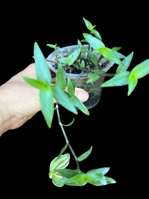 Varias tradescantias