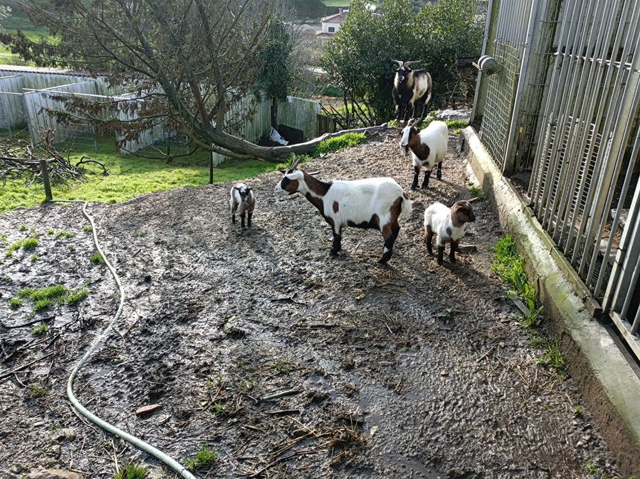 2 Cabritos para venda