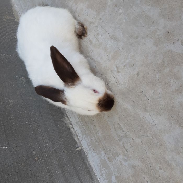 Продам самця каліфорнія, не на забой.