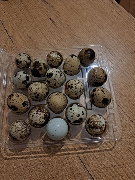 Jaja przepiorcze legowe