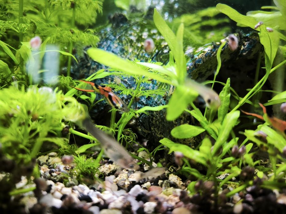 Guppies juvenis linhagem endler