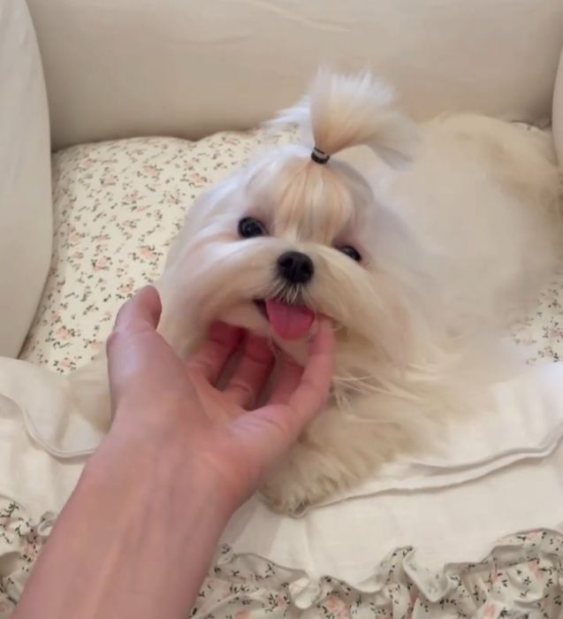 Маленькі серденька Мальтіпу шукають своїх людей