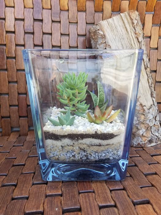 Arranjo de Suculentas