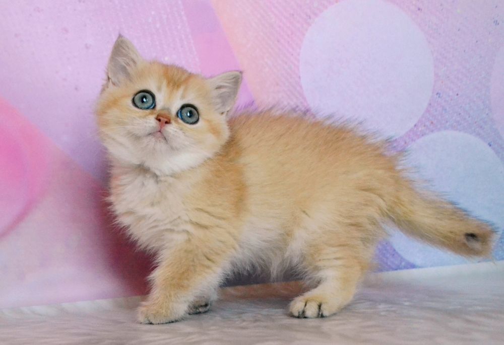 Котенок девочка ny 12 золотая шиншилла