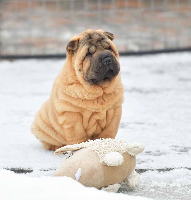 Шарпей, девочка привита