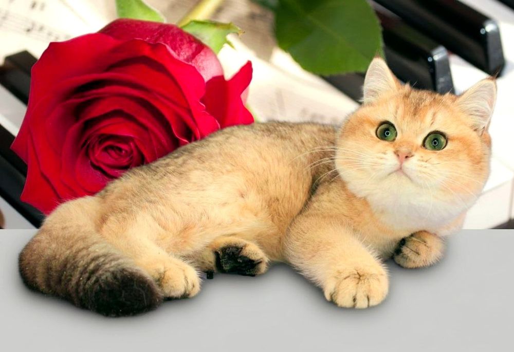 Шикарный мальчик британская золотая шиншилла