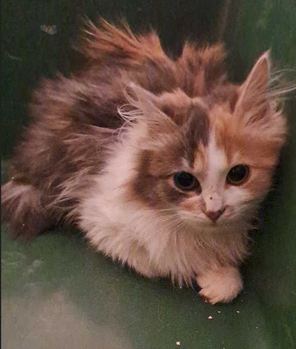 Пушистая трехцветная кошка, котенок 5-6 месяцев