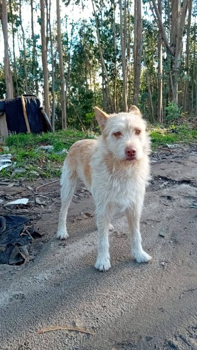 Caozinho para adopção responsável