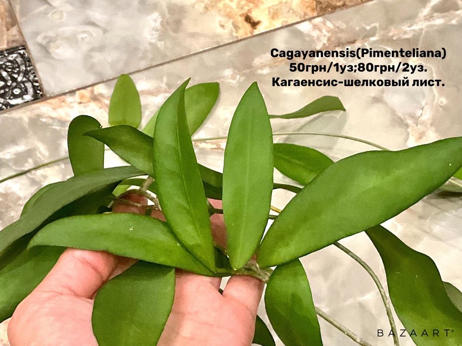 Хойя срез сорта