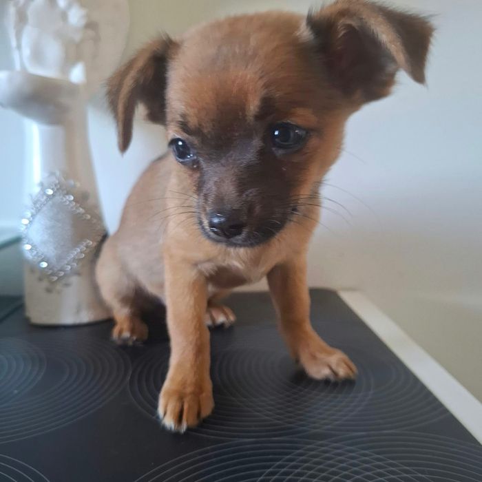 Szczenię chihuahua Oddam w dobre ręce