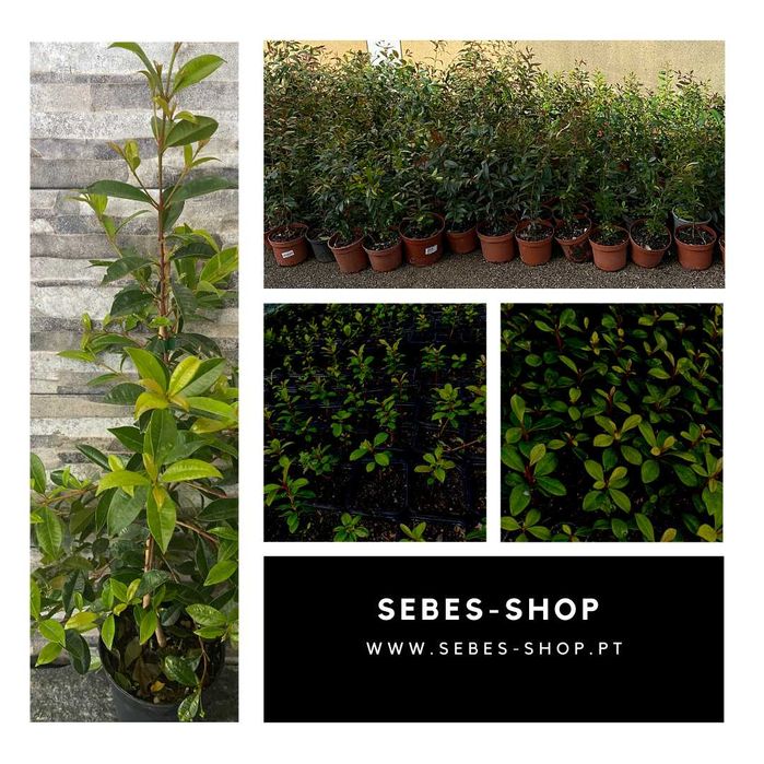 Eugenia Myrtifolia Newport 10 CM