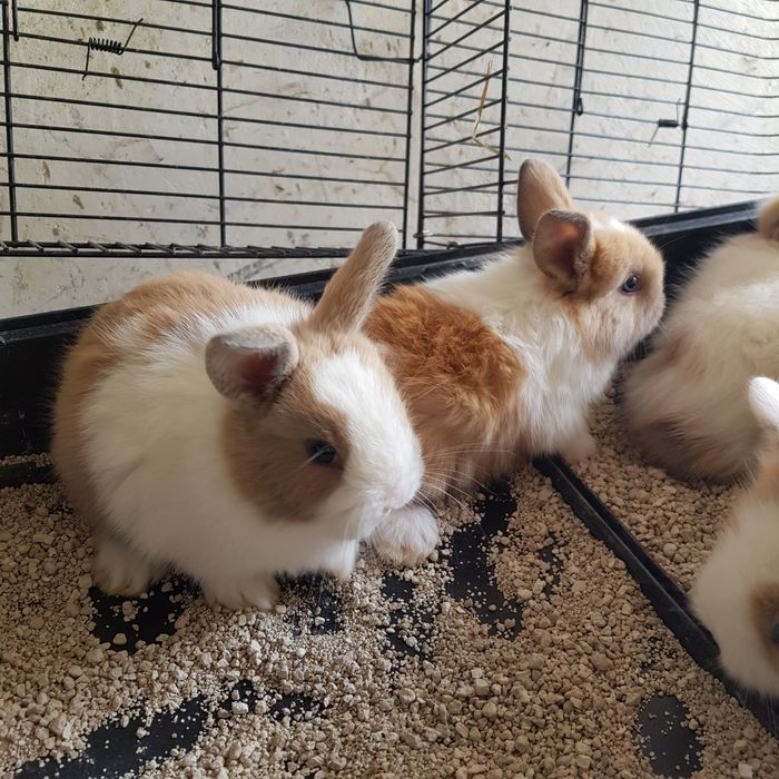 Kit coelhos anoes orelhudos puros na minha criacao na Benedita