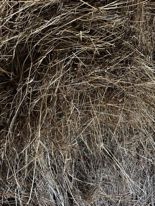 Oddam siano oraz słome